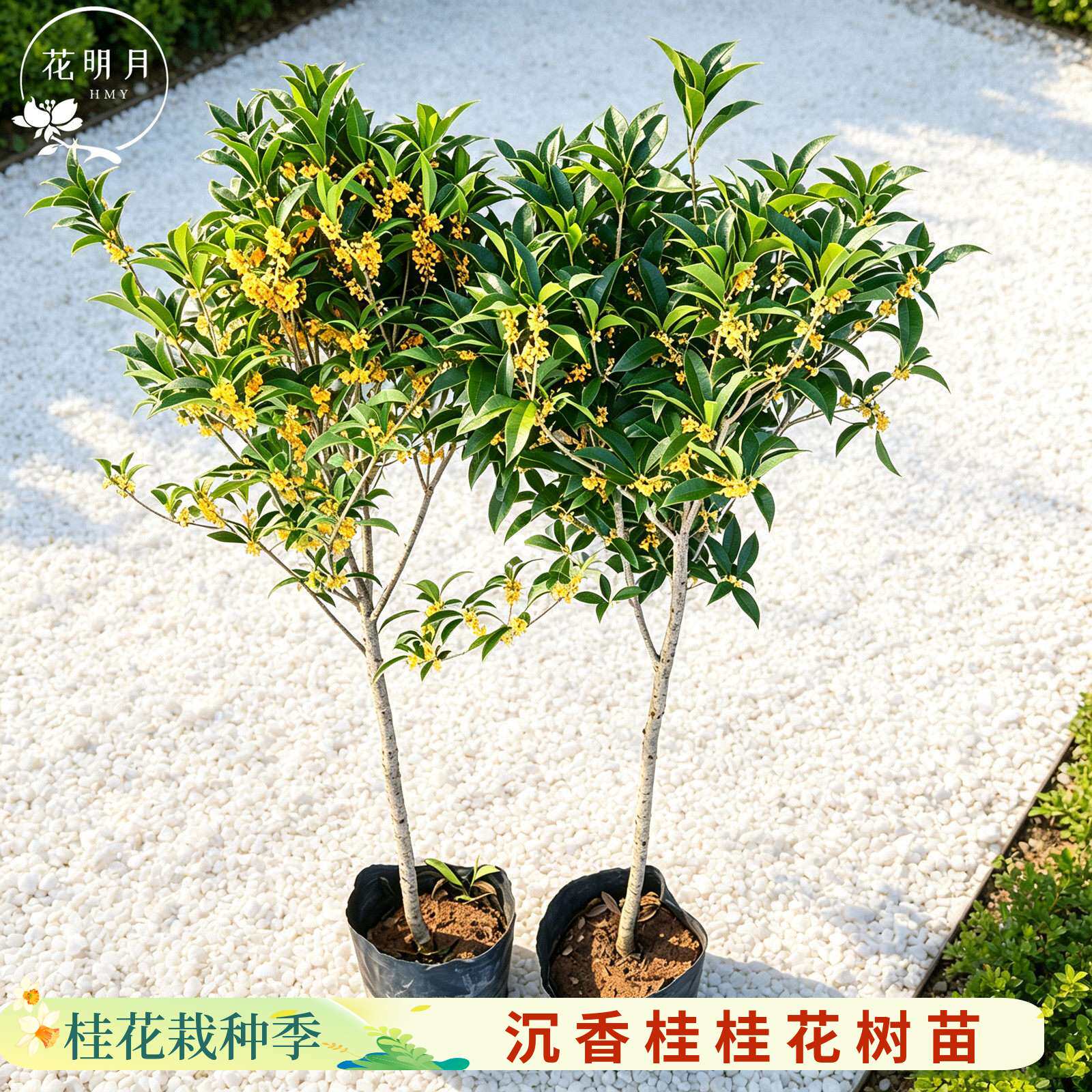 沉香桂花树苗浓香原生高杆金丹大型四季花园庭院八月桂带花苞发货