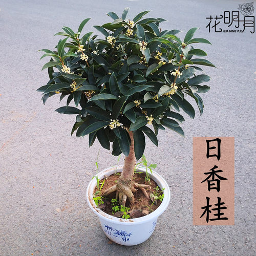 树苗流苏嫁接阳台庭院日香桂