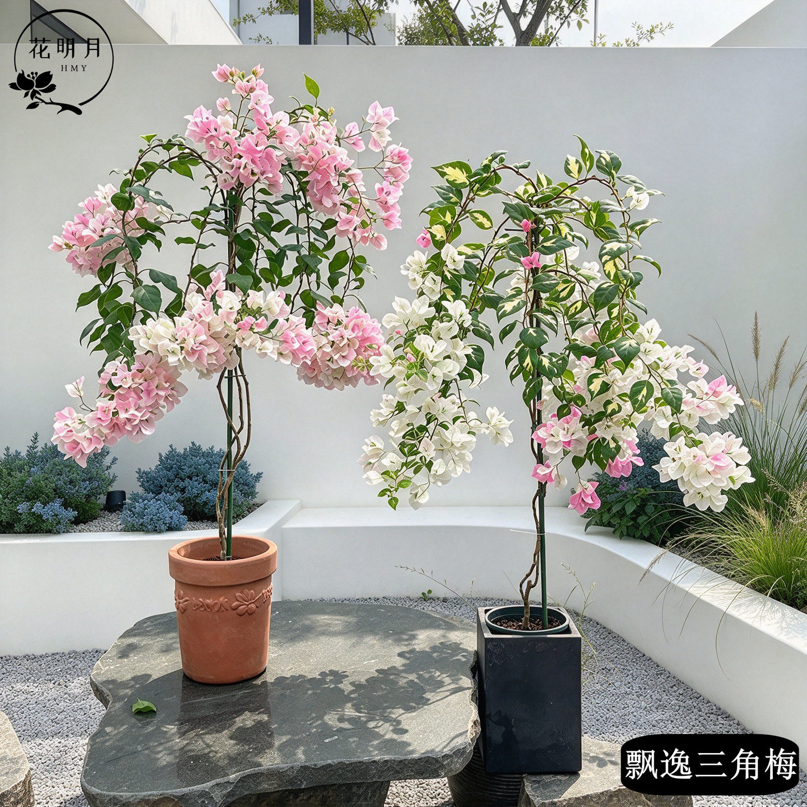 垂吊花卉大型三角梅带花发货