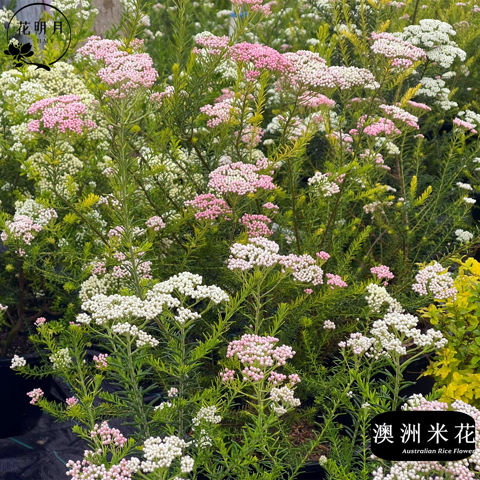澳洲米花树盆栽庭院阳台多年生常绿灌木花卉易养白色耐寒花镜植物
