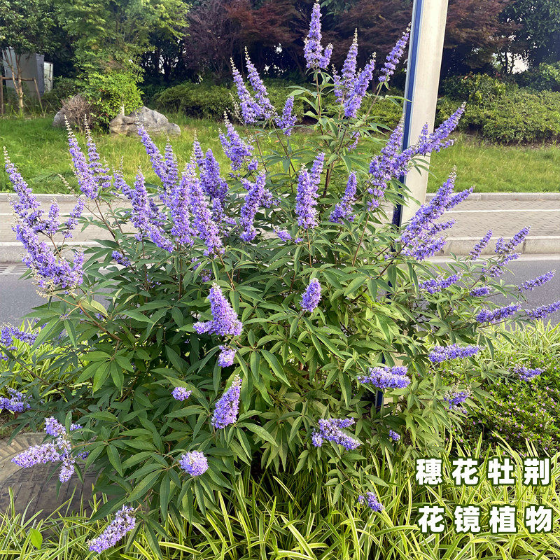 紫色穗花牡荆盆栽花苗树苗薰衣草树苗耐寒耐热树状鼠尾草花镜植物