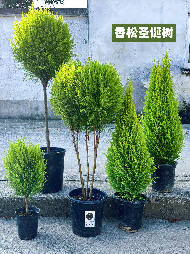 香松圣诞树盆栽大棒棒糖金冠柏耐寒2024新款小型真树节日装饰礼物
