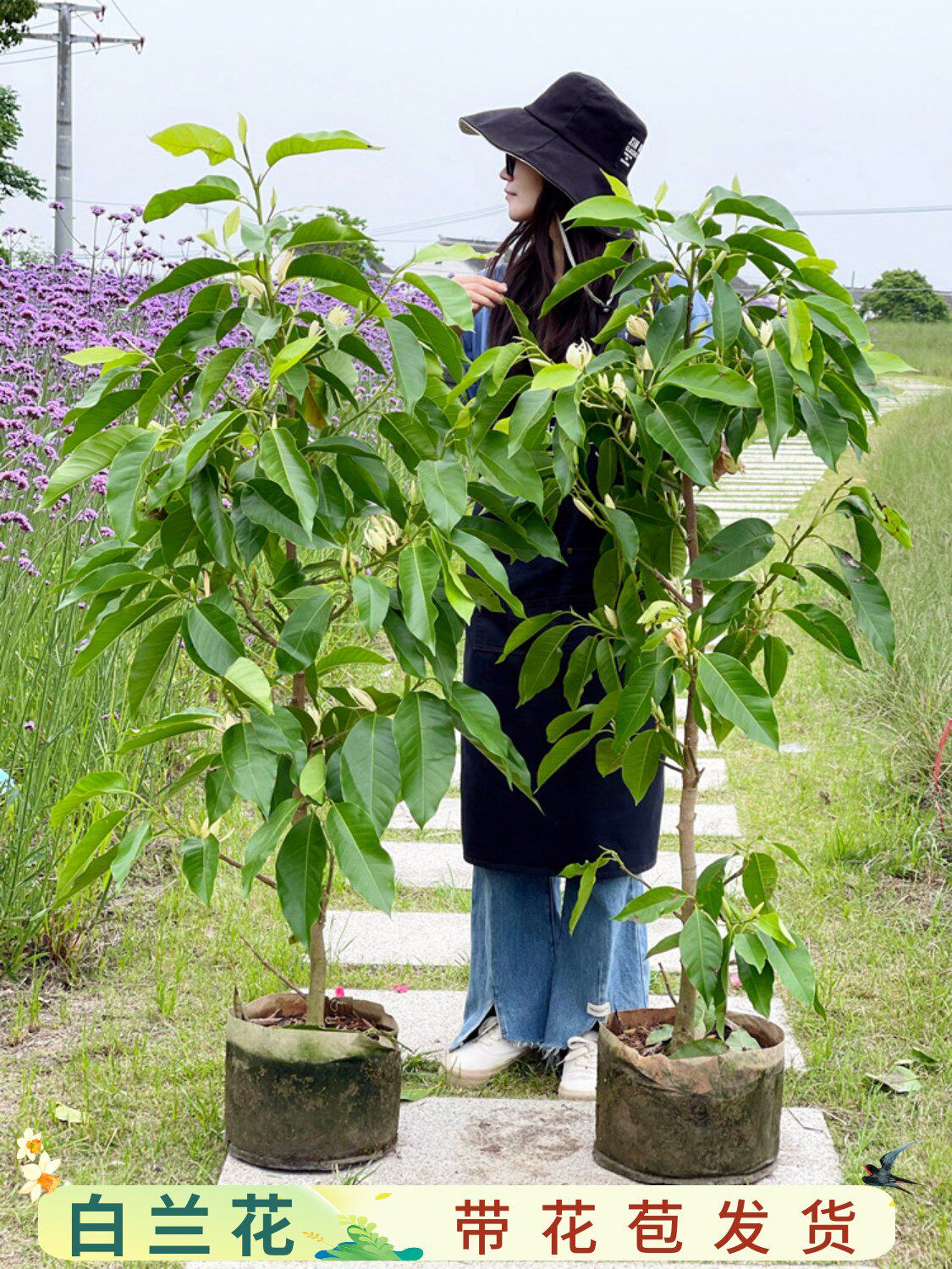 白兰花盆栽黄角兰大树苗玉兰花卉植物室内阳台绿植带花苞花镜植物