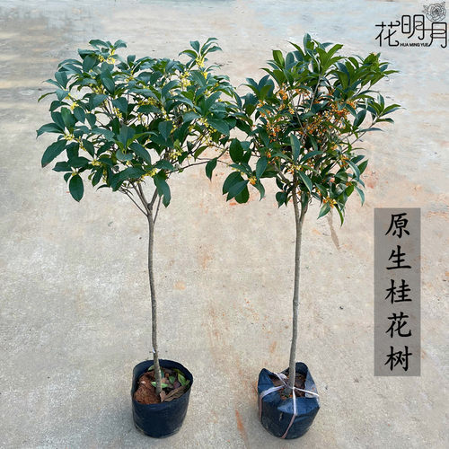 原生桂花树苗适合庭院地栽