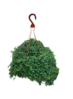 千叶吊兰盆栽吊兰观叶植物