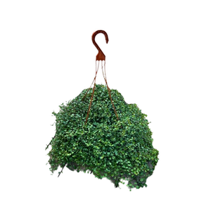 千叶吊兰盆栽观叶植物阳台窗台垂吊面包装蛋糕饰点缀绿植花镜植物