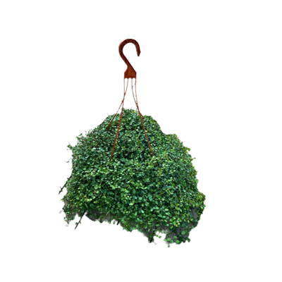 千叶吊兰盆栽吊兰观叶植物