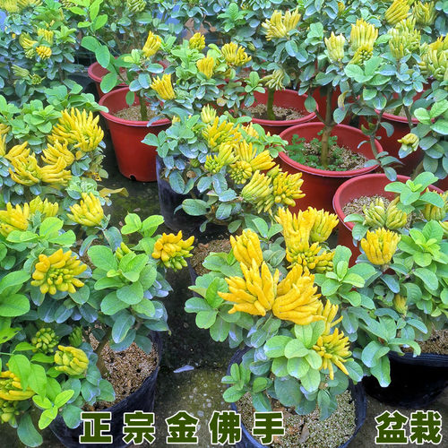 正宗金佛手果树带果发货小金手指