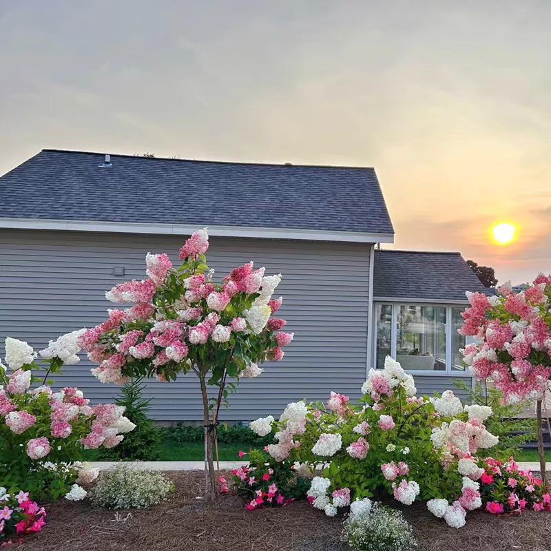 圆锥绣球棒棒糖花镜庭院植物香草草莓耐晒耐寒木绣球树苗花卉盆栽,鲜花速递/花卉仿真/绿植园艺,绣球/木绣球/木本植物,淘宝优惠券,粉丝福利购,淘宝优惠卷
