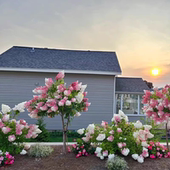 圆锥绣球棒棒糖花镜庭院植物香草草莓耐晒耐寒木绣球树苗花卉盆栽