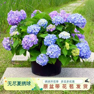 多花无尽夏绣球花苗盆栽带花苞落跑新娘绣球苗四季开镜庭院花植物