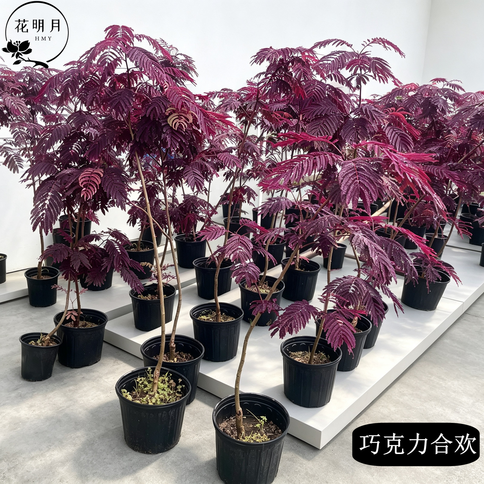 进口巧克力合欢花苗盆栽树苗庭院地栽观花观叶渐变耐热寒花镜植物
