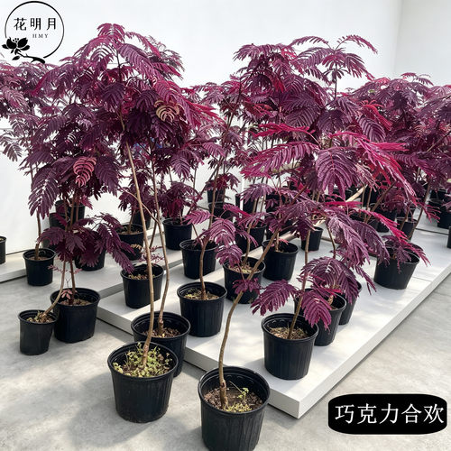 进口日本巧克力合欢盆栽耐寒耐热