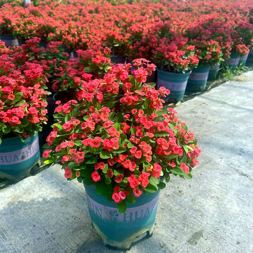 虎刺梅盆栽铁海棠带花苞发货