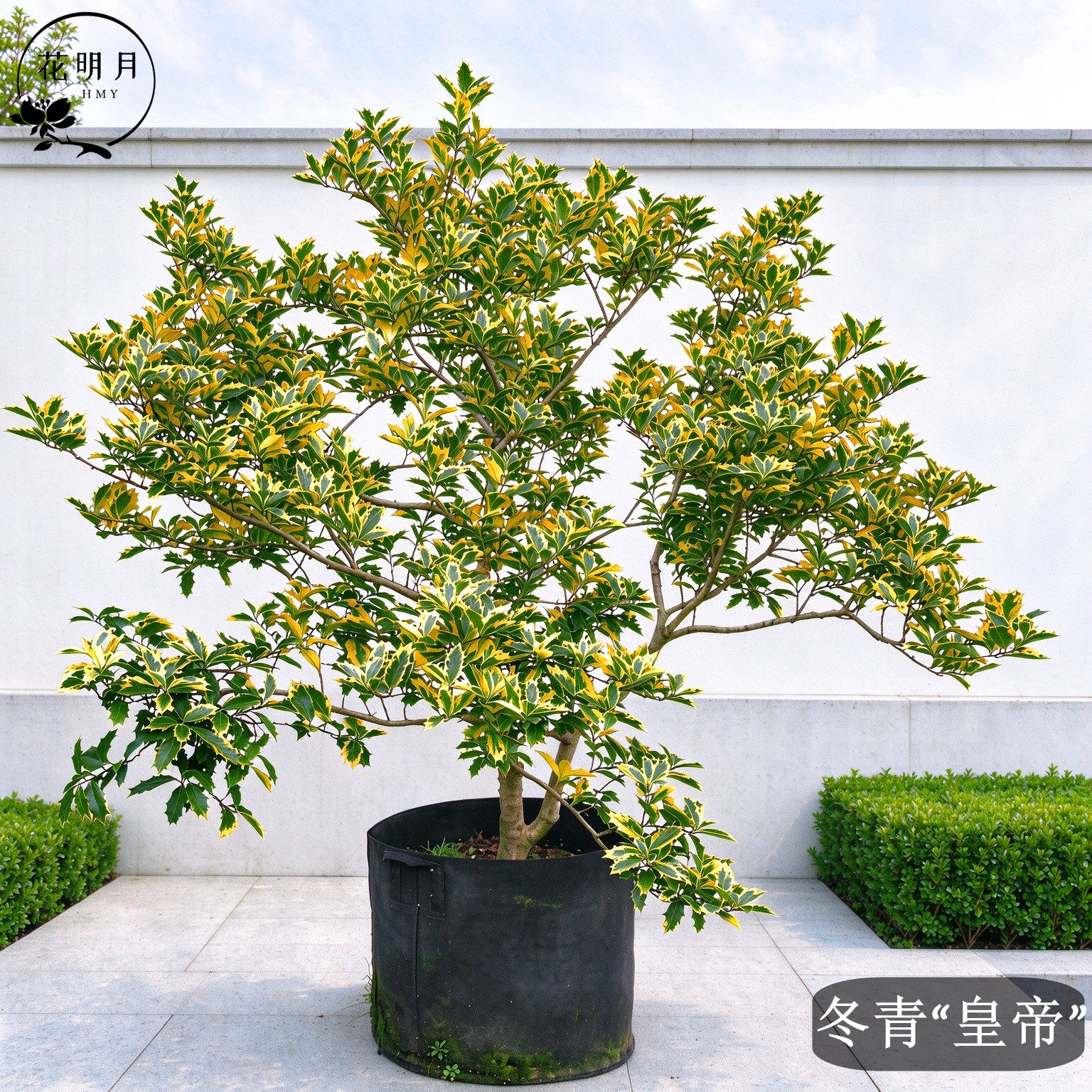高档新品花镜耐寒植物冬青皇帝