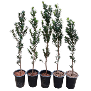 罗汉松树苗正宗小叶雀舌罗汉松米叶造型罗汉松耐寒绿植盆景素材苗