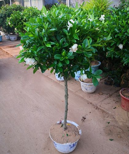 绿植牡丹树苗阳台庭院芳香花卉