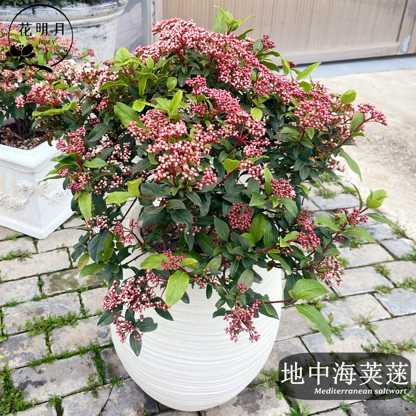 地中海荚迷花苗盆栽庭院耐寒耐热常绿灌木花卉花期长高档花镜植物
