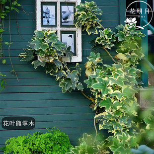 花叶熊掌木盆栽四季常绿室内观叶耐阴热阳台庭院净化空气小绿植