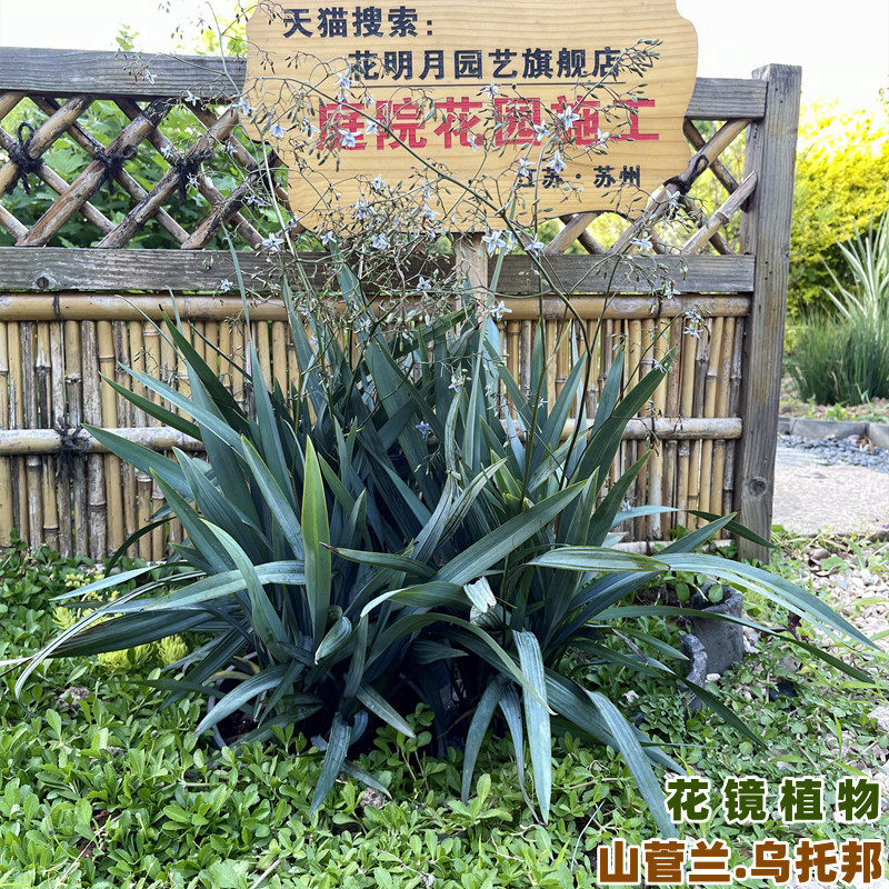 蓝叶山菅兰乌托邦花苗庭院新品多年生观叶园耐热耐阴常绿花镜植物