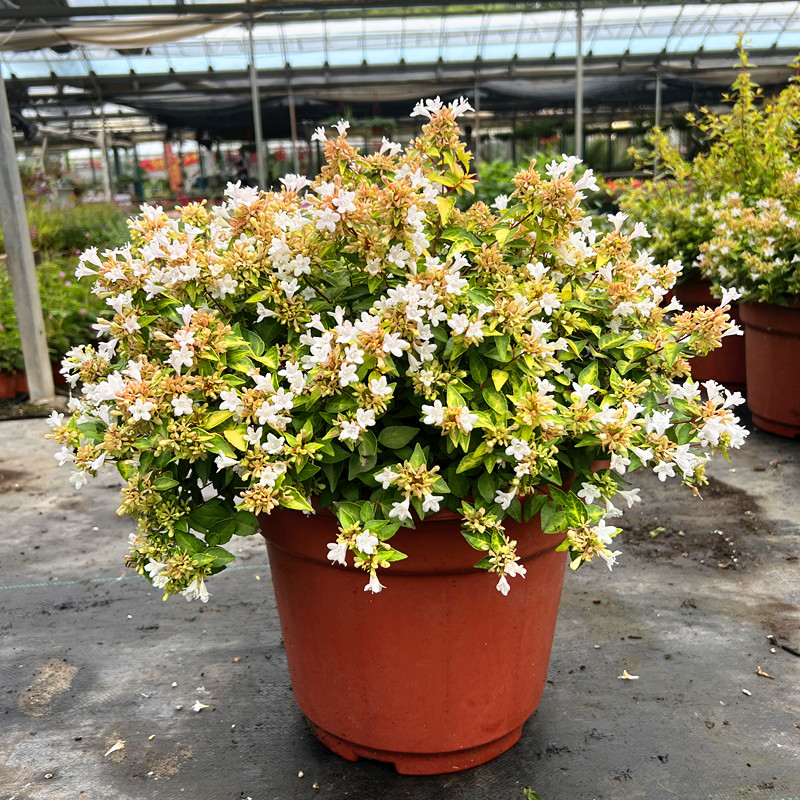 六道木大苗多年生常绿灌盆