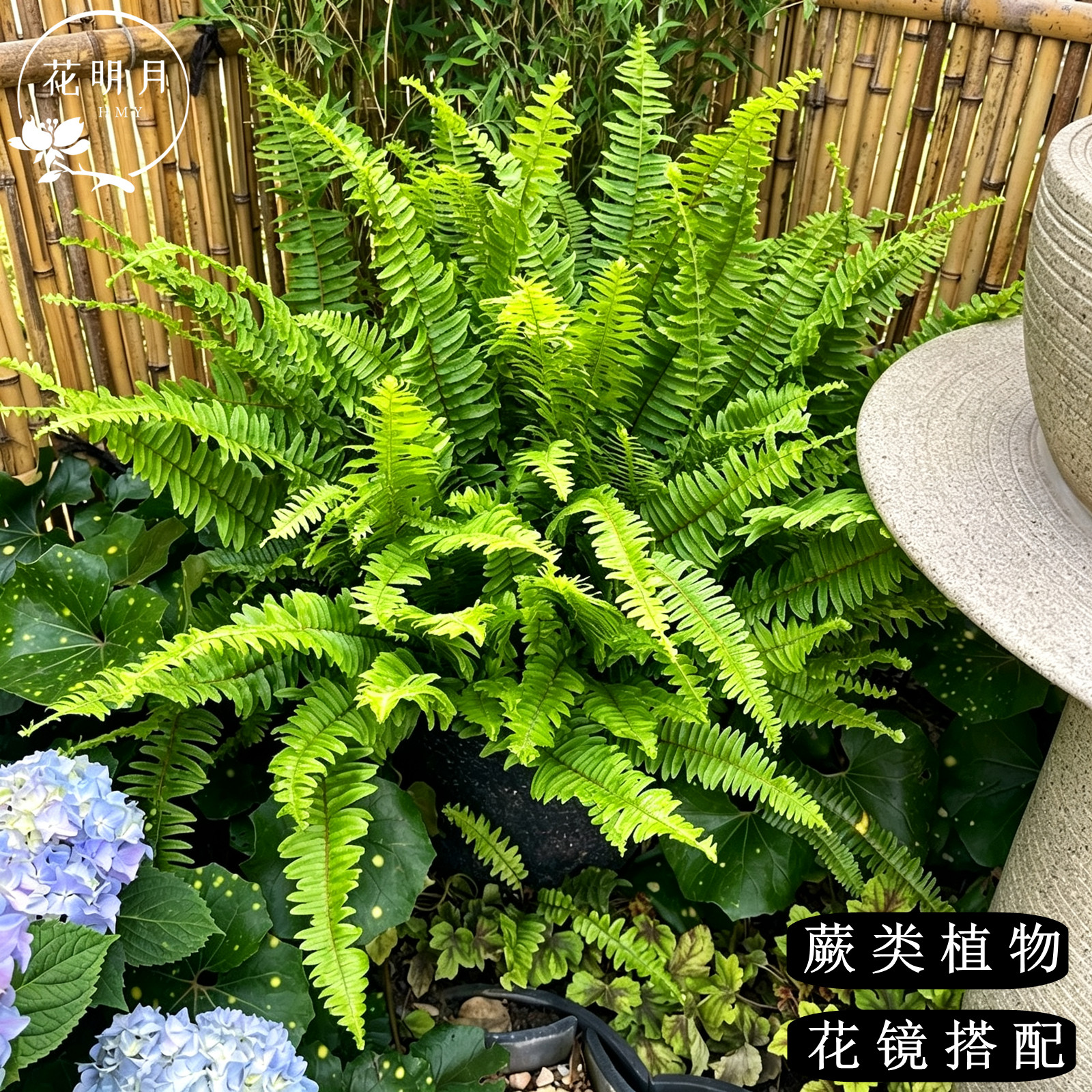 蕨类植物花园搭配四季常青彩虹蕨图片