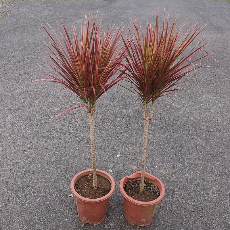 千年木办公室客厅大型红竹七彩铁