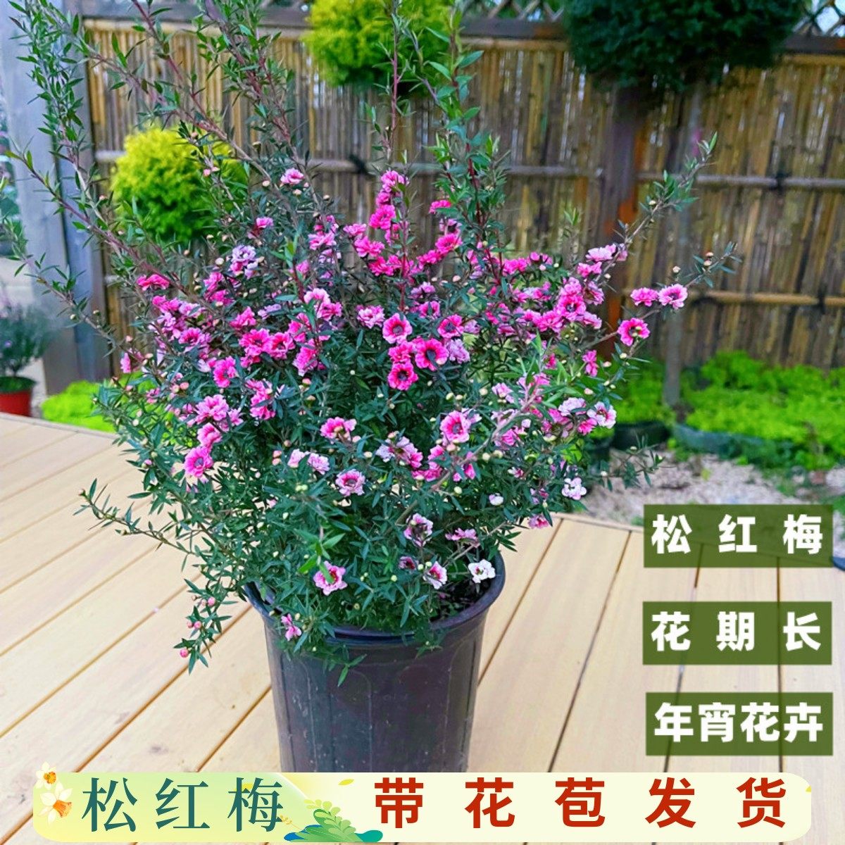 澳洲松红梅盆栽年宵花卉花期长