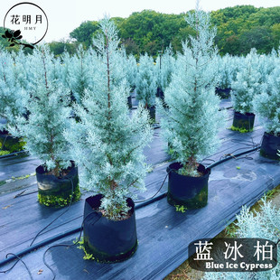 蓝冰柏树苗洛杉矶圆柏蓝剑柏蓝色天堂蓝色系花园搭配植物花镜植物