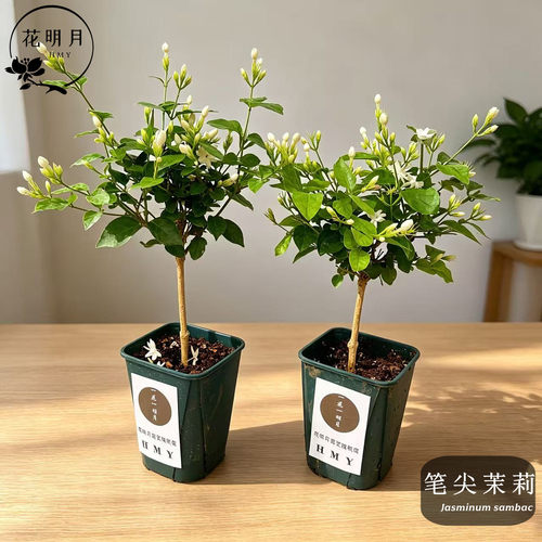 笔尖茉莉单瓣花盆栽带花苞发挥哦