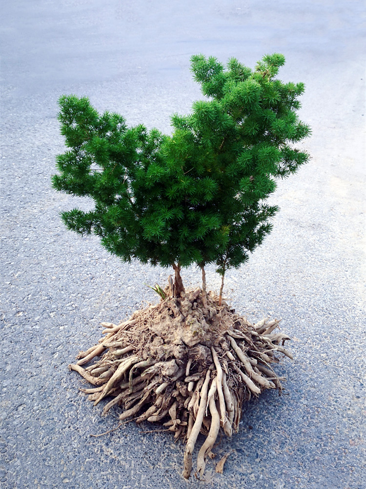 蓬莱松盆栽植物绣球松水松叶大苗办公室内花卉四季常青绿植小盆景