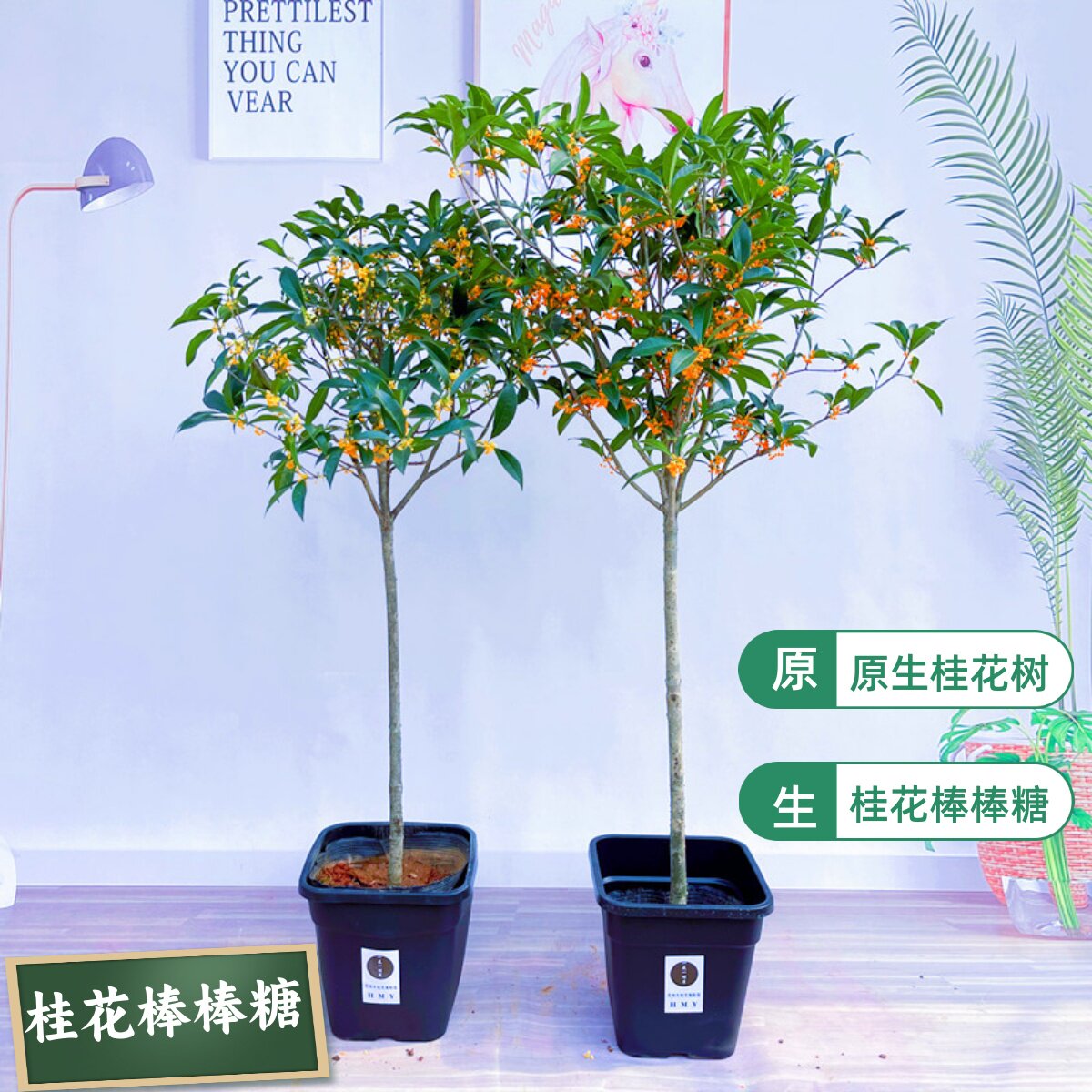 桂花树苗原生桂花棒棒糖八月桂花香地栽高杆金桂丹桂四季桂带花苞