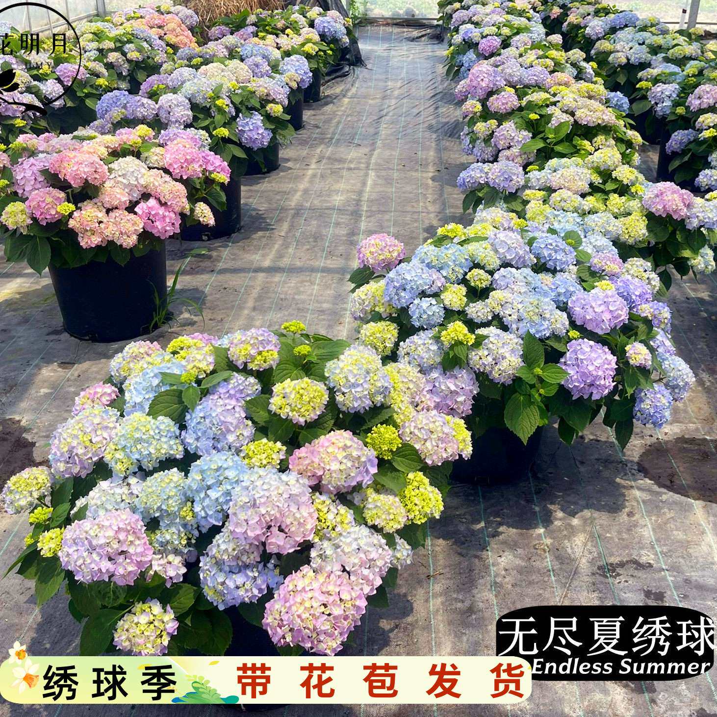 无尽夏绣球盆栽大苗蓝色可调蓝无尽夏花苗室内外阳台绿植花园植物