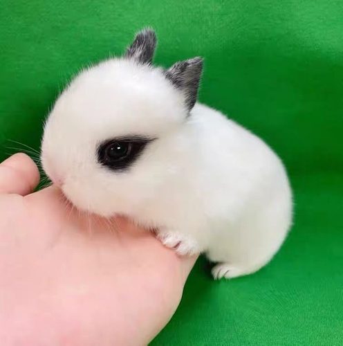 宠物兔子活体小型家养温顺垂耳兔迷你猫猫兔不咬人茶杯儿童养活物