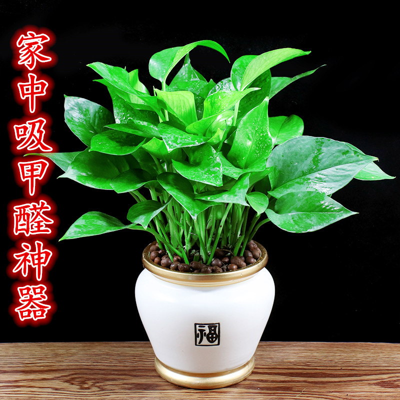 绿萝盆栽办公室内花卉净化空气