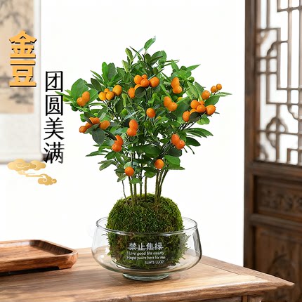 金豆盆栽办公室内带果耐寒水培苔藓球植物客厅禅意盆景茶桌面绿植