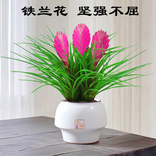 铁兰花盆栽办公室内外花卉四季好养开花植物客厅净化空气桌面绿植