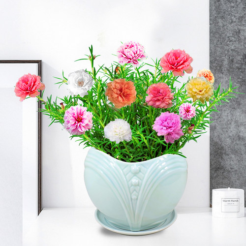 绿植盆栽庭院花卉好养重瓣太阳花