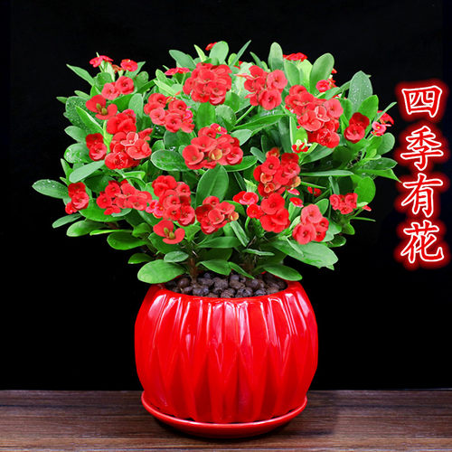 虎刺梅阳台庭院四季开花冲量促销