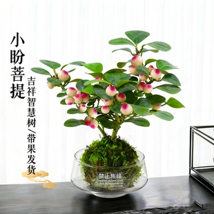 小盼菩提盆栽水培植物苔藓球办公室内带果花卉四季好养茶桌面绿植