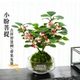 小盼菩提盆栽水培植物苔藓球办公室内带果花卉四季 好养茶桌面绿植
