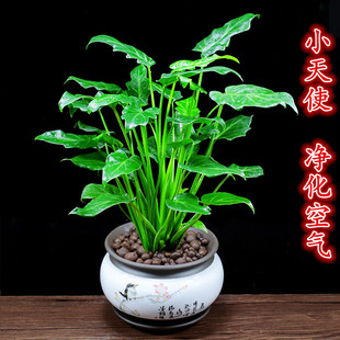 小天使盆栽办公室内花卉客厅耐阴植物四季好养净化空气桌面小绿植