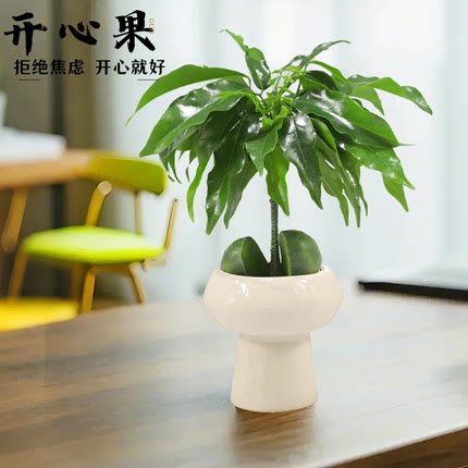 开心果盆栽发财树办公室内花客厅招财好养植物迷你茶几桌面小绿植