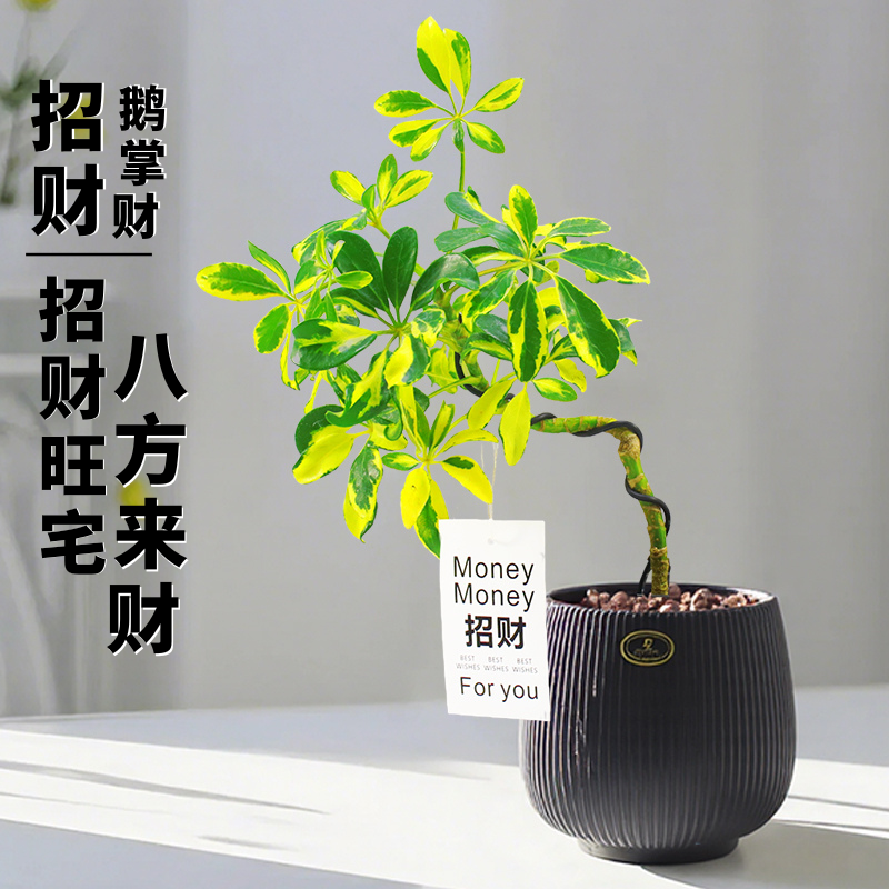 鹅掌柴盆栽鸭脚木办公室内招财植物八方来财客厅盆景好养桌面绿植