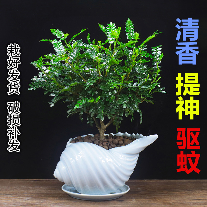 清香木盆栽四季常青驅蚊植物辦公室內凈化空氣盆景吸甲醛桌面綠植