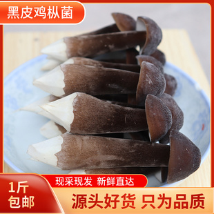 现货现摘黑皮新鲜鸡枞菌福建特产食用菌长根菇基地直供1斤包邮