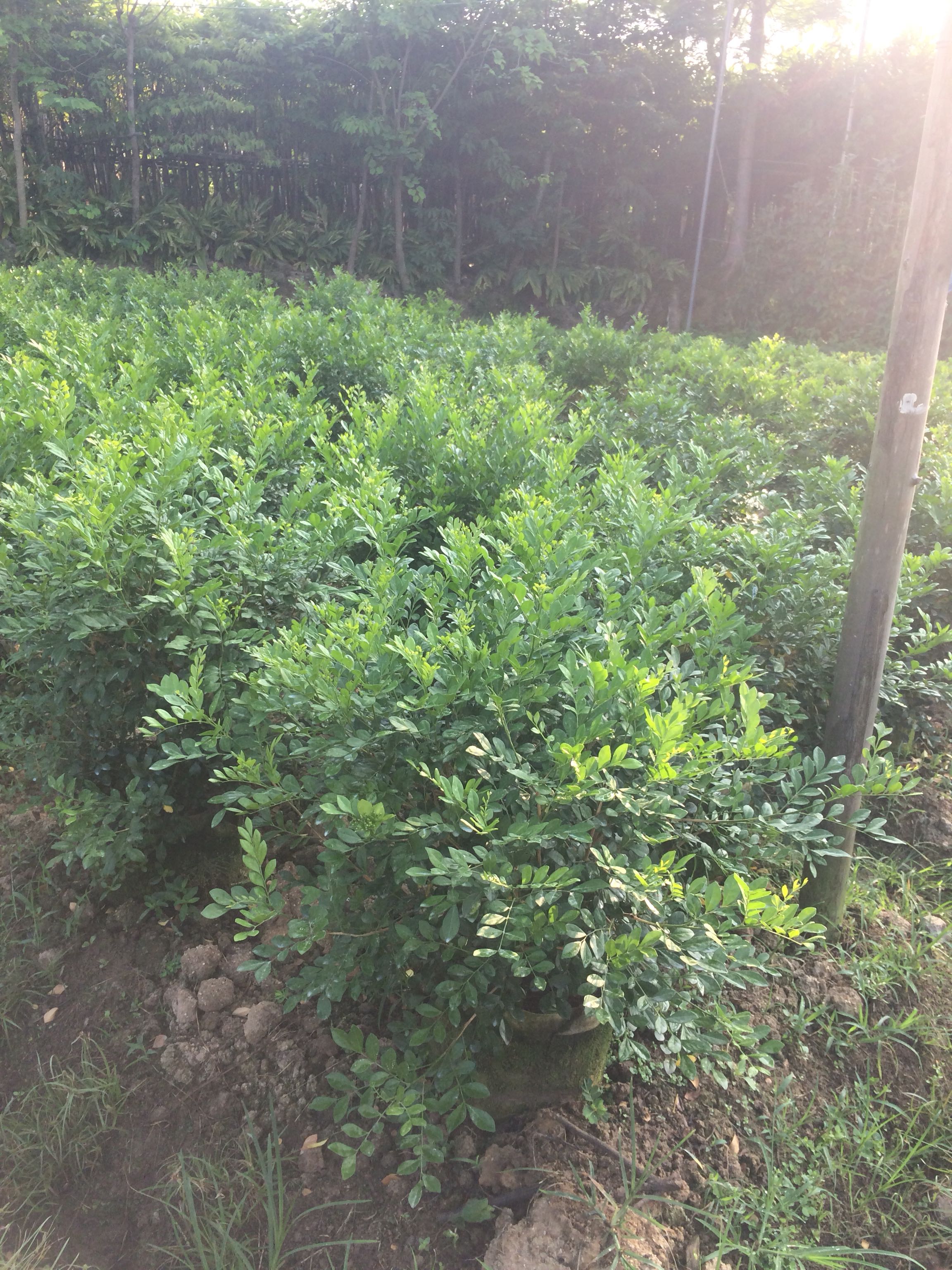多个规格九里香盆栽九里香球树桩七里香花苗七里香球树桩四季开花