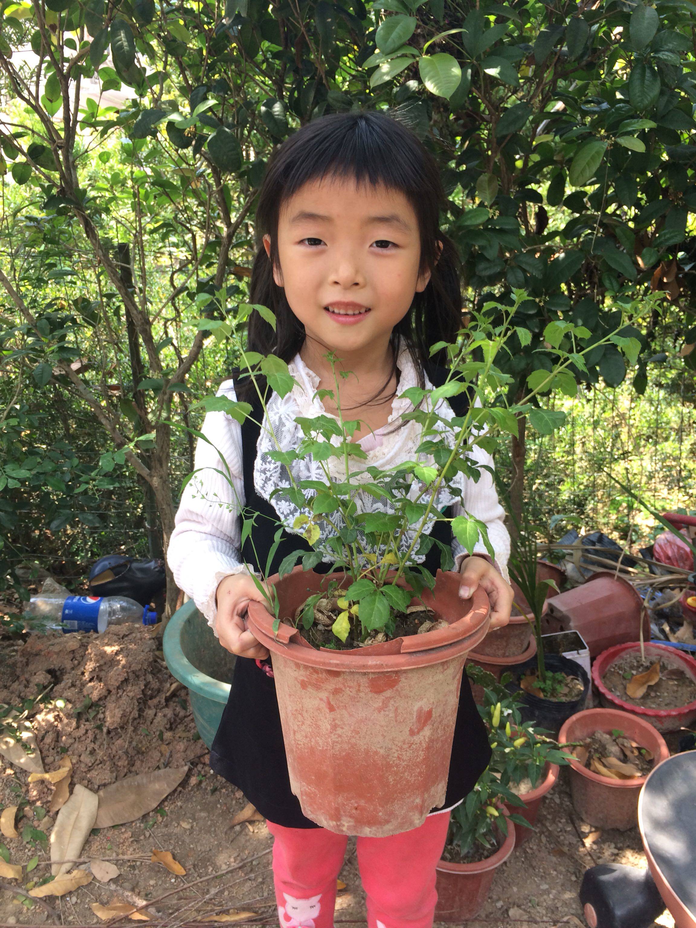三叶苦刺苗盆栽苦刺心三叶五加狼牙刺三加皮白勒菜苗盆栽不含盆 Qq骑士网