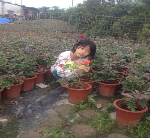 绿植盆栽爬藤植物玫瑰带花苞