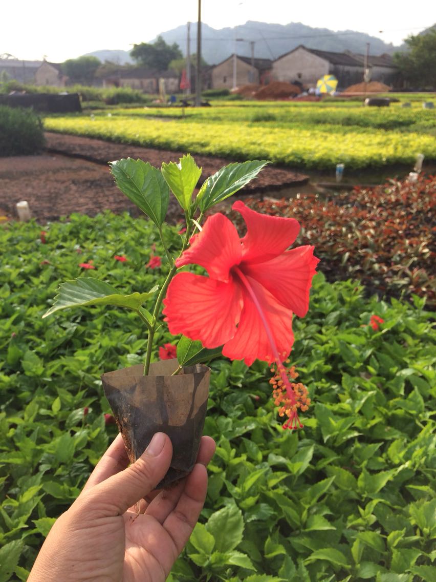 牡丹芙蓉大红花吊灯笼袋苗扶桑花